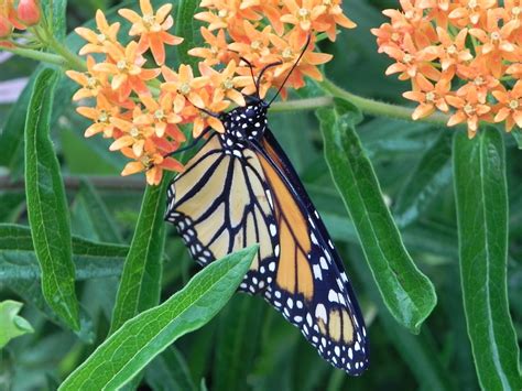 How to Grow Milkweed to Attract Monarch Butterflies - Dengarden