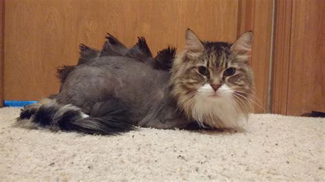 Cute Animals: My cat Chester's new dinosaur haircut.