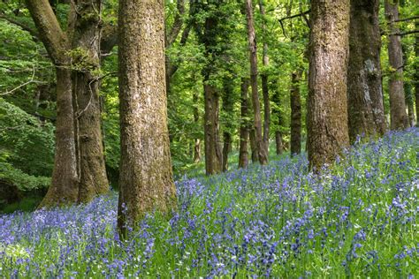 Actual Colour: Bluebell Woods Devon