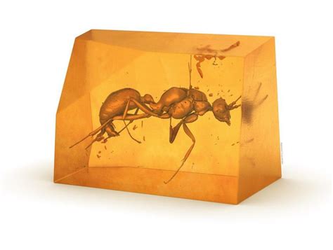 Scientists Discover 20-Million-Year-Old Ant Species in Amber