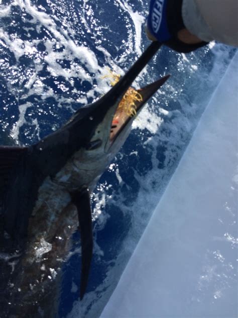 Billfish Photo Gallery - Delph Fishing Charters