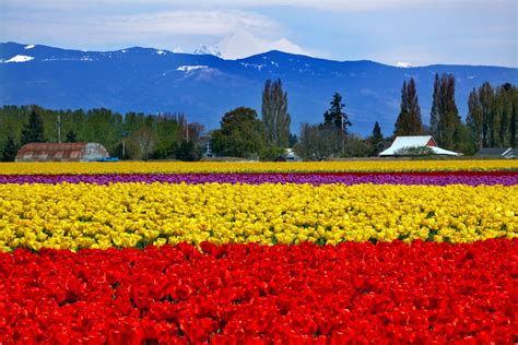 Skagit Valley Tulip Festival