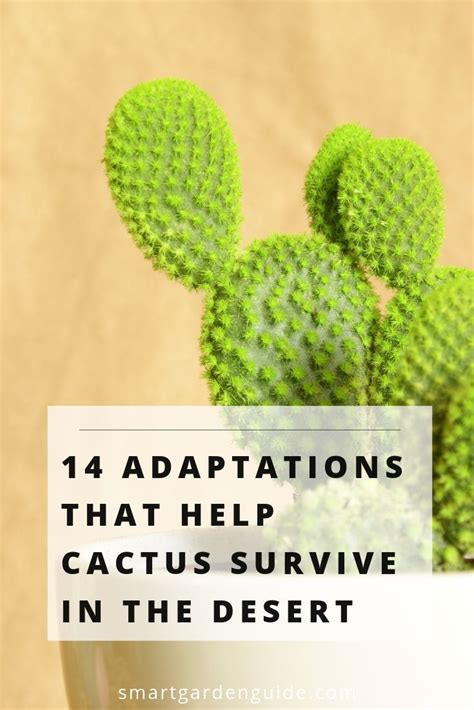 14 amazing ways cacti have developed adaptations to survive in the desert. This article outlines ...