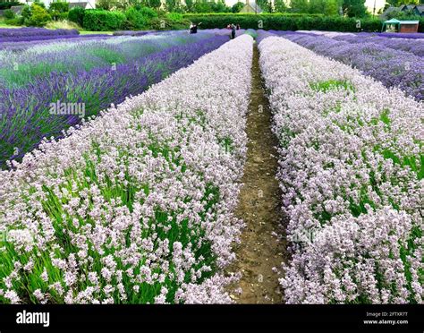 Cotswold Lavender farm Snowshill Stock Photo - Alamy