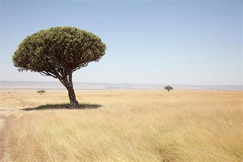 Typical Landscape, Masai Mara National Photograph by Angelika - Fine Art America