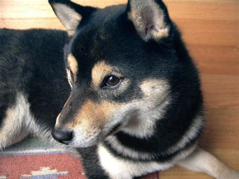 What Colors Are Shiba Inu Dogs?