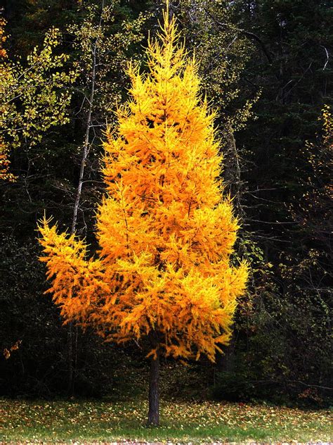 Tamarack Photograph by Josh Ellis