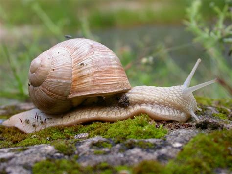 Helix pomatia, Edible Snail