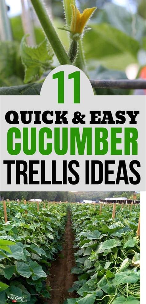 11 Easy, DIY Cucumber Trellis Ideas