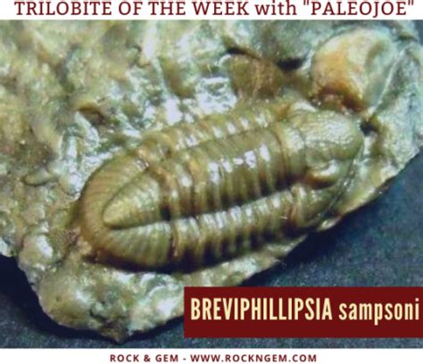 Trilobite Reveals Lead Up to Extinction - Paleo Joe