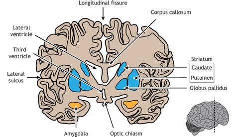 Internal Brain Anatomy – Foundations of Neuroscience