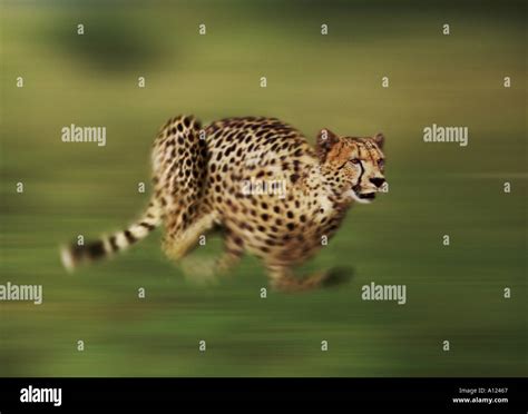 Running cheetah South Africa Stock Photo - Alamy