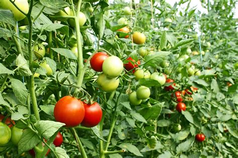 Tomato Farming For Beginners; Planting, Growing And Harvesting ...