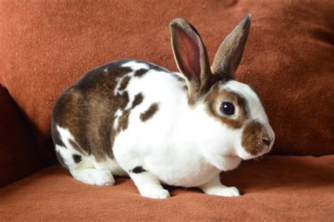 5 Popular Rabbit Breeds for Families - Petland Texas