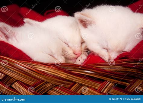 Three Kittens Sleeping in a Basket Stock Photo - Image of cute, sleeping: 12611176