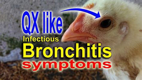 Infectious Bronchitis in Broiler Chickens & Laying Hens, Symptoms ...