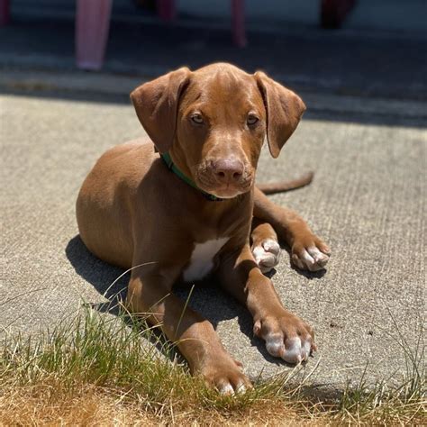 Doberman Pitbull Mix: Facts, Puppy Price & Guide | Puplore