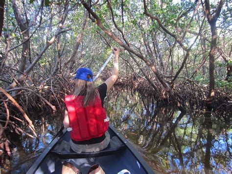 You Can Kayak Through A 4-Mile Tunnel Of Magical Mangroves At This Florida Park in 2020 ...