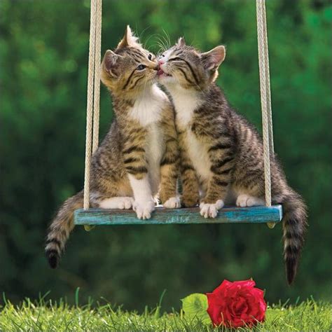 Kissing Kittens Blank Card from Ocado