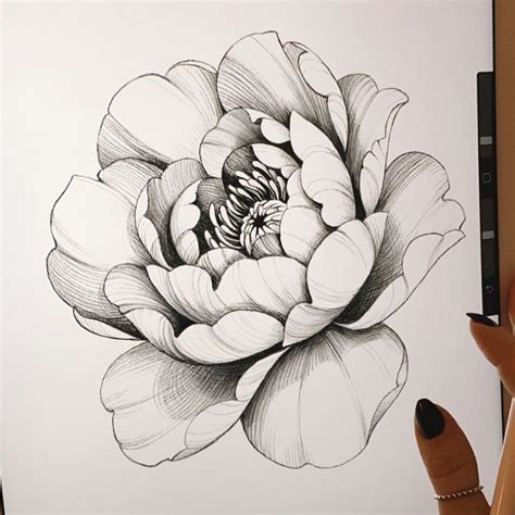 peony tattoo designs sketches - Encourage Column Photos