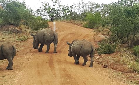 Lion and Rhino Park – mayibongwetravel