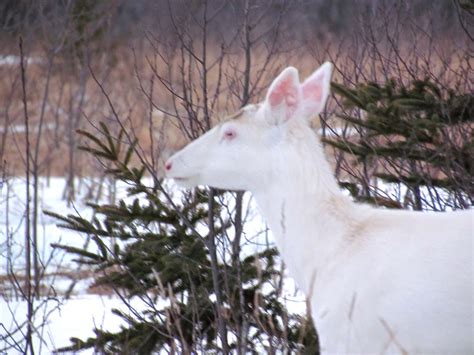 The Agatelady: Adventures and Events: Albino Deer and Channel Photos