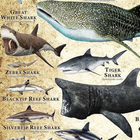 Sharks of the World Poster Print - Etsy