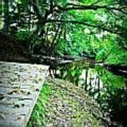 Tree Canopy Photograph by Dawdy Imagery - Fine Art America