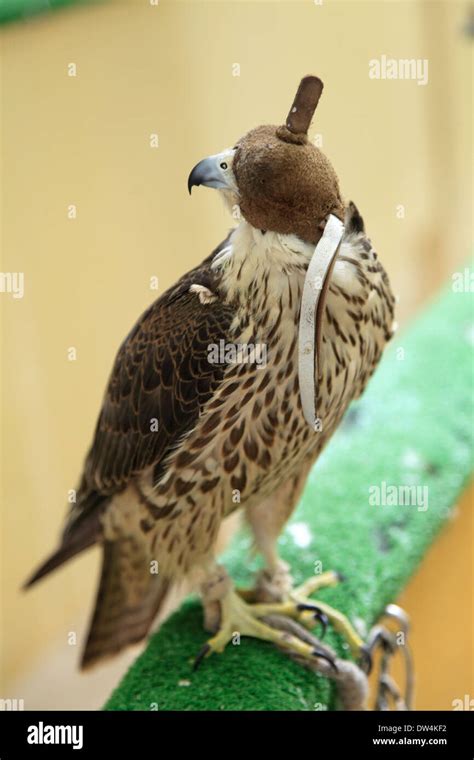 Qatar, Doha, Souq Waqif, falcon souq, falcon Stock Photo - Alamy