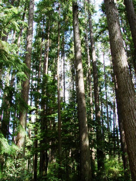 Evergreen Trees In Forest Free Stock Photo - Public Domain Pictures