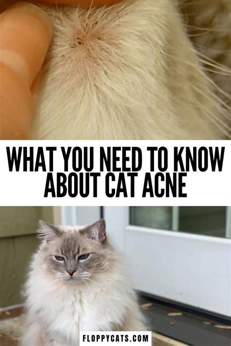 Feline Acne, Cat Acne, Chin Acne Treatment, Natural Acne Treatment, Pimples On Chin, Get Rid Of ...