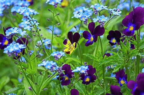 Purple Violas and Forget-me-nots Photograph by Sharon Talson