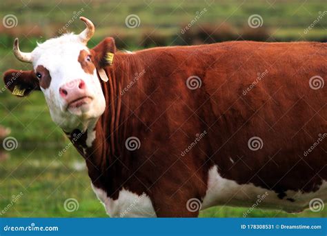 Funny Bull Brown White stock image. Image of bull, brown - 178308531