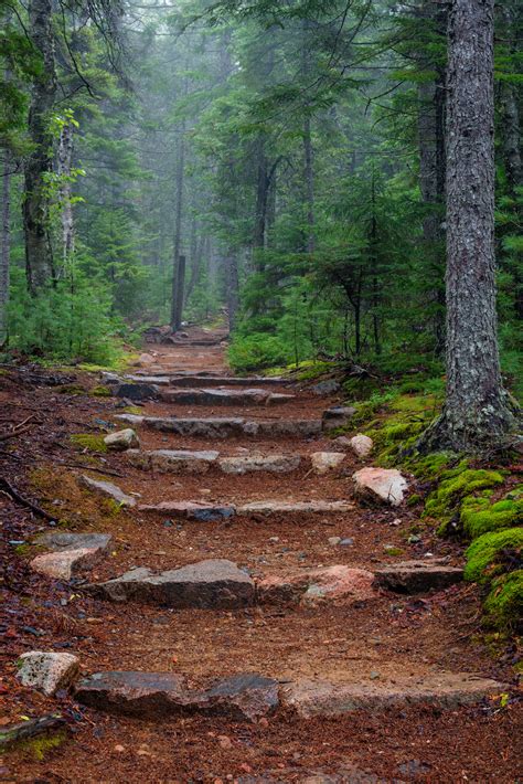 Path In The Woods at Acadia National Park Fine Art Photo | Photos by Joseph C. Filer