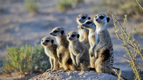 Meerkat – Facts, Size, Habitat, Pictures