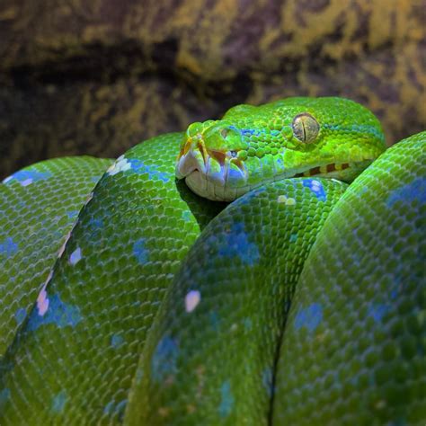 Green Tree Python | Long Tail Reptiles