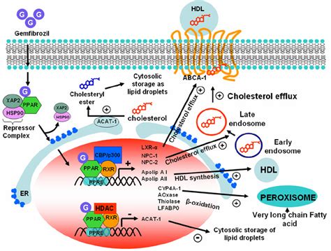 PPAR- α -dependent hypolipidemic action of gemfibrozil | Download Scientific Diagram