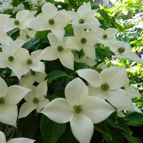 White Kousa Dogwood Tree | Stunning White Blooms — PlantingTree