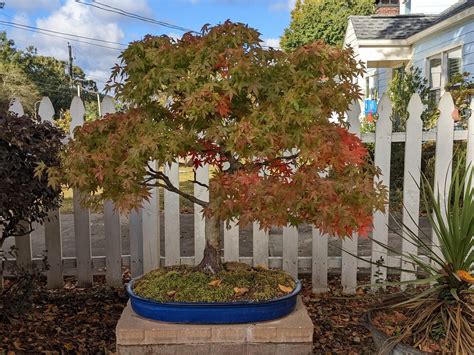 Dwarf Japanese maple detail : r/Bonsai