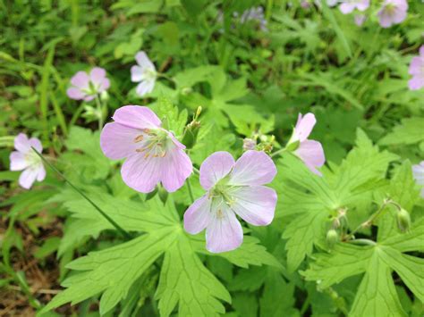 Geranium maculatum (Geraniaceae) image 47939 at PhytoImages.siu.edu