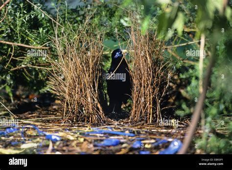 Satin bowerbird nest hi-res stock photography and images - Alamy