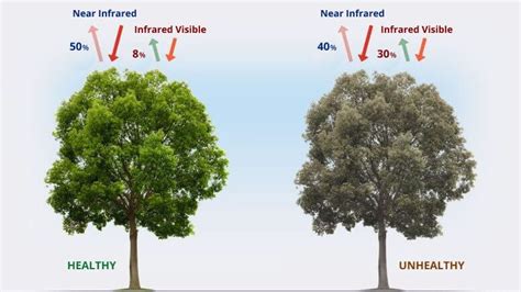 NDVI Mapping In Agriculture, Index Formula, And Uses