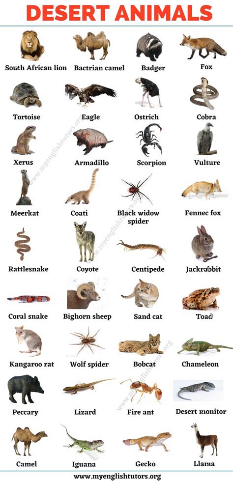 an animal chart with different types of animals and their names in ...