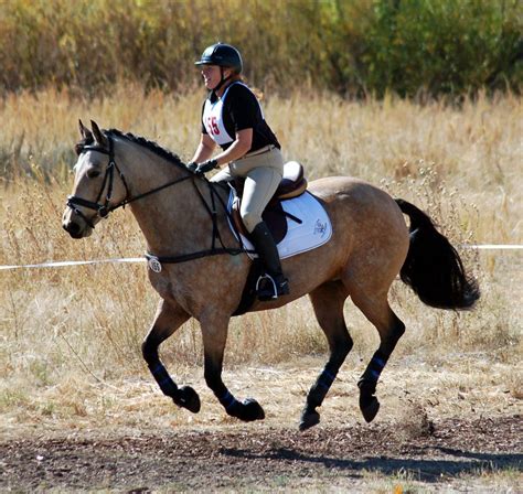 buckskin horse | Braymere Custom Saddlery: Beginner Novice event horses Eventing Horses ...