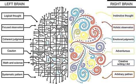 Brain lateralization. (Illustration adapted from www.freevector.com.) | Download Scientific Diagram