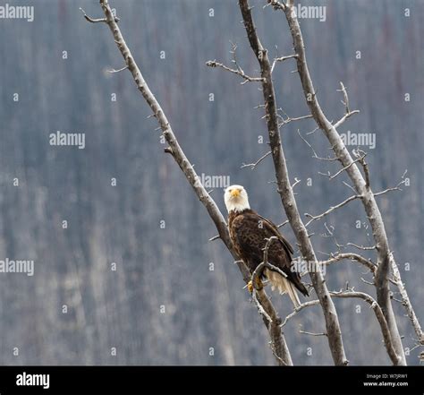 Bald eagle in the wild Stock Photo - Alamy