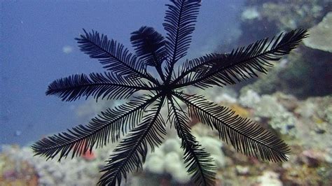 Feather Star Fish Floating In Ocean - YouTube