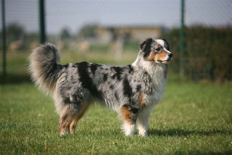 Australian Shepherd with tail | Hunde