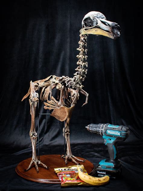 Dodo Bird Skeleton Scientifically Accurate Sculpture Museum Quality ...