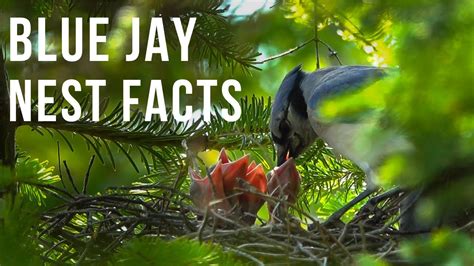 Blue Jay Nest Facts - YouTube